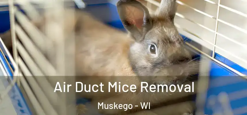Air Duct Mice Removal Muskego - WI